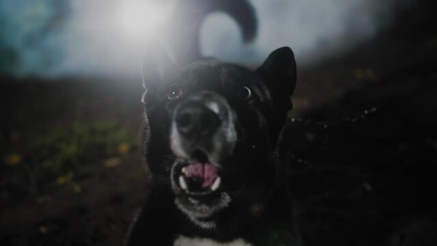 A black dog with multicolored eyes and a big tongue wags its tail and barks against the misty autumn forest. Slow motion.