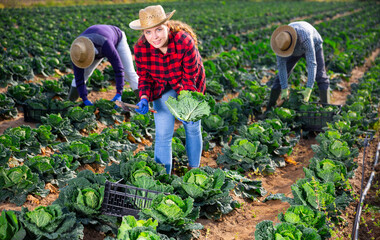 Woman gardener during harvesting of green cabbage on plantation