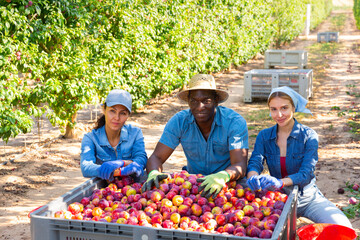 Happy farmers posing with harvest of ripe plums in the orchard