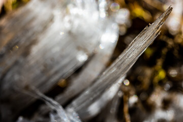 Shard Of Needle Ice Close Up