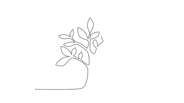 Animated self drawing of continuous line draw growing sprout. Plant leaves seed grow soil seedling eco natural farm concept. Early seedlings grown from seeds. Ecology. Full length one line animation