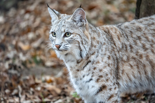 Close-up of (North American bobcat (lynx rufus) standing against autumn woodland background.
