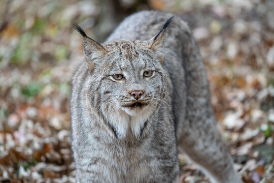 Close-up of (North American bobcat (lynx rufus) standing against autumn woodland background.