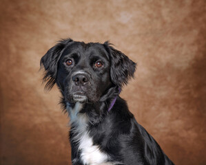 Cute photo of a dog in a studio shot on an isolated background