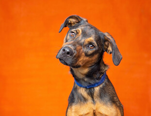 Cute photo of a dog in a studio shot on an isolated background