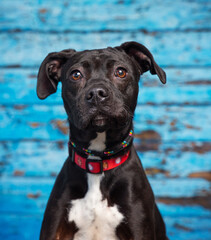 Cute photo of a dog in a studio shot on an isolated background