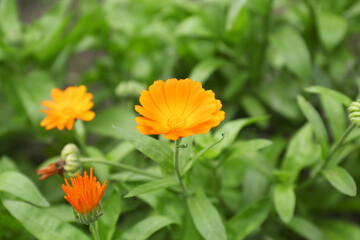 Beautiful blooming calendula flowers outdoors, closeup. Space for text