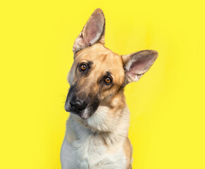 Cute photo of a dog in a studio shot on an isolated background