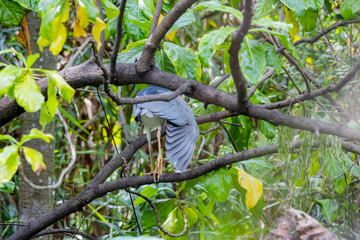 The heron on a branch