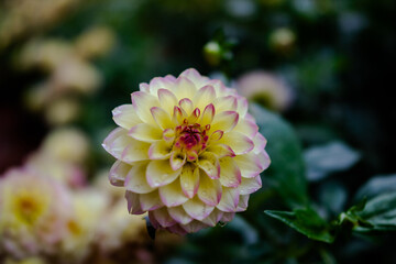 Dahlia 3 colors, pink, yellow, white
