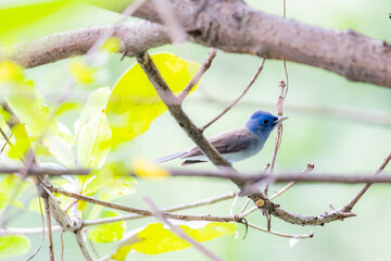 The female Black-naped Monarch on a branch
