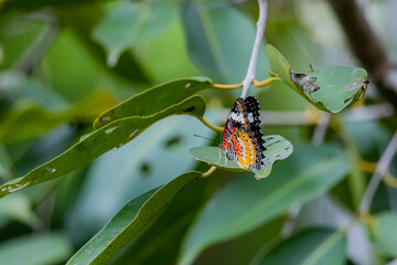 A butterfly on green leaf
