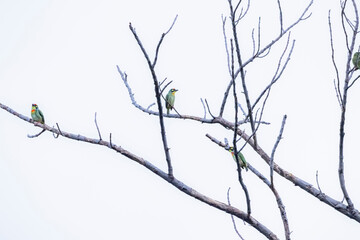 The coppersmith barbet on a branch