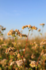 Fototapeta premium Beautiful buckwheat flowers growing in field under bright sky