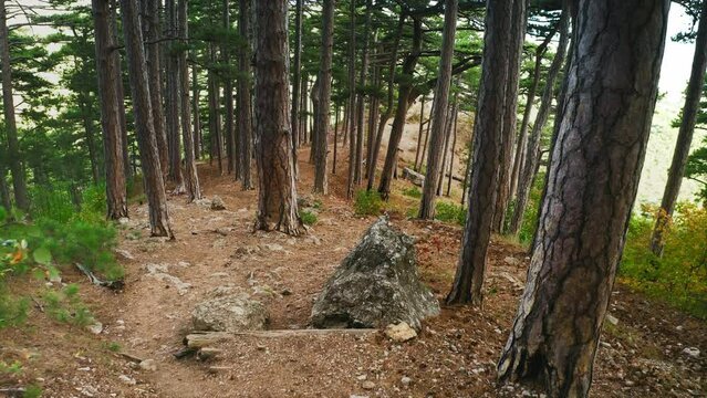 A huge rock in the middle of a trampled hiking trail among centuries-old pines on the mountainside, aerial drone shot