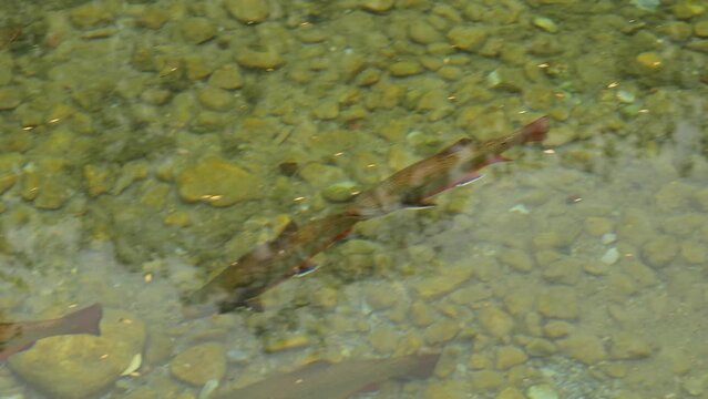 Trout fish in cold water in a pond.Fish swims close-up in clear water.Beautiful water surface with fish. 4k footage