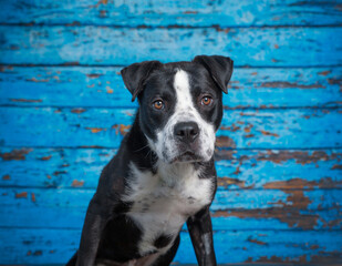 Cute photo of a dog in a studio shot on an isolated background