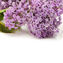 Fototapeta premium The beautiful lilac isolated on white background