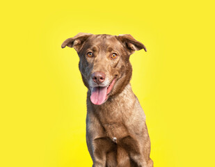 Fototapeta na wymiar Cute photo of a dog in a studio shot on an isolated background