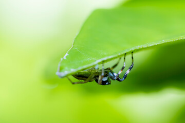 A jumper spider on green leaf