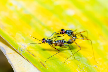 The fly insect mating on green leaf