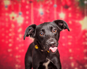 Cute photo of a dog in a studio shot on an isolated background