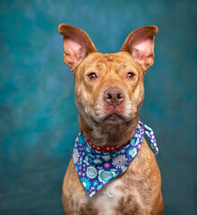 Cute photo of a dog in a studio shot on an isolated background