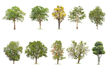Isolated big tree on white background ,The collection of trees.Large trees database Botanical garden organization elements of Asian nature in Thailand, tropical trees isolated used for design,
