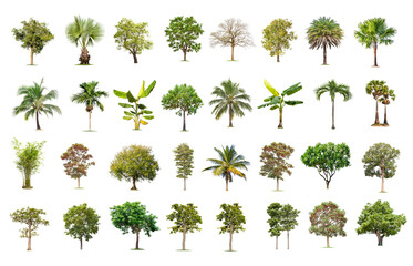 Isolated big tree on white background ,The collection of trees.Large trees database Botanical garden organization elements of Asian nature in Thailand, tropical trees isolated used for design,