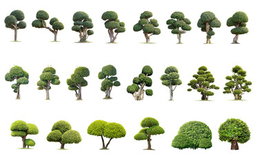 Tako trees bending.Isolated tree on white background , The collection of trees.Tree database Botanical garden organization elements of nature in Thailand, tropical trees isolated used for design.