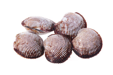 scapharca subcrenata  background.