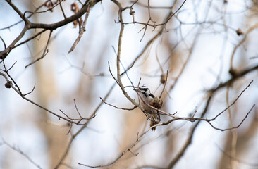 Downy Woodpecker