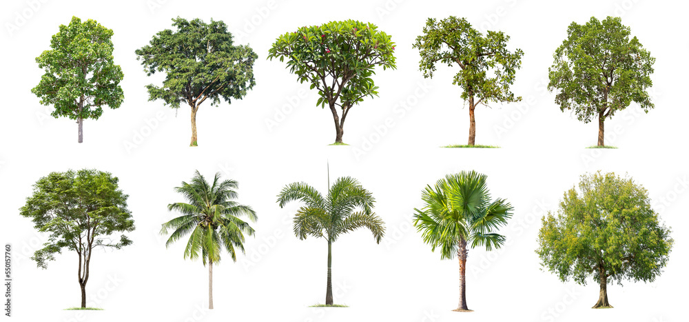 Wall mural isolated big tree on white background ,the collection of trees.large trees database botanical garden