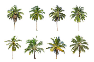 Coconut and palm trees Isolated tree on white background , The collection of trees.Large trees are growing in summer, making the trunk big.