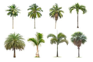 Coconut and palm trees Isolated tree on white background , The collection of trees.Large trees are growing in summer, making the trunk big.
