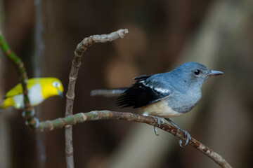 The Oriental magpie robin on a branch