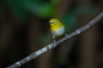 The Indian White-eye take a bath