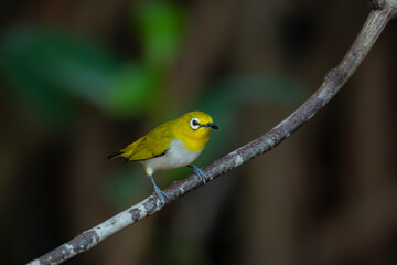 The Indian White-eye take a bath