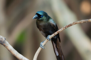 The Racket-tailed Treepie on a branch