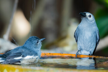 The Ashy Drongo take a bath