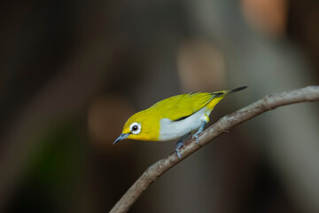 The Indian White-eye take a bath