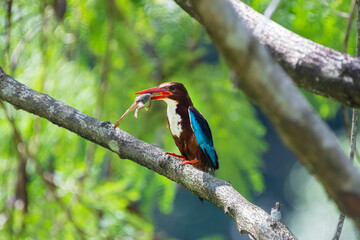 White-throated kingfisher (Halcyon smyrnensis) perched and eating