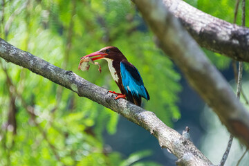White-throated kingfisher (Halcyon smyrnensis) perched and eating