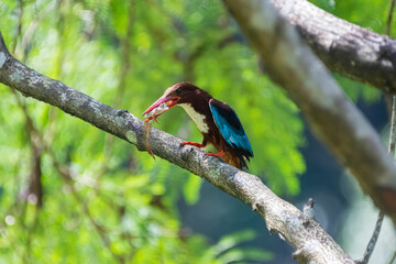 White-throated kingfisher (Halcyon smyrnensis) perched and eating