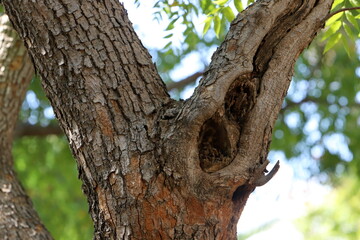 Fototapeta na wymiar Texture of tree trunk and tree bark.