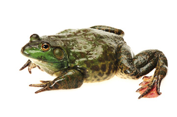 frog on white background