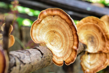 wild mushrooms on natural dry branch