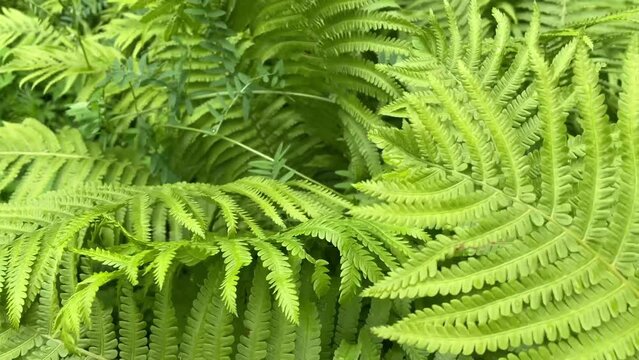 Close up green fern leaves in a wind. Video footage.