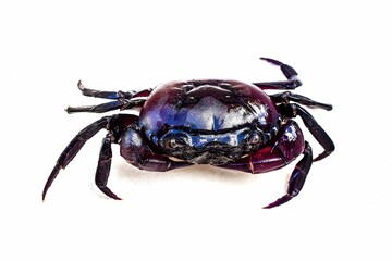 Purple crab isolated on white background