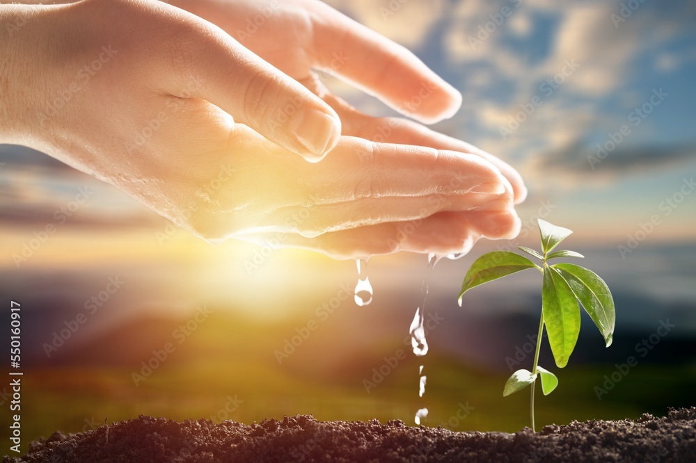 Canvas Prints Fresh green young plant and hands